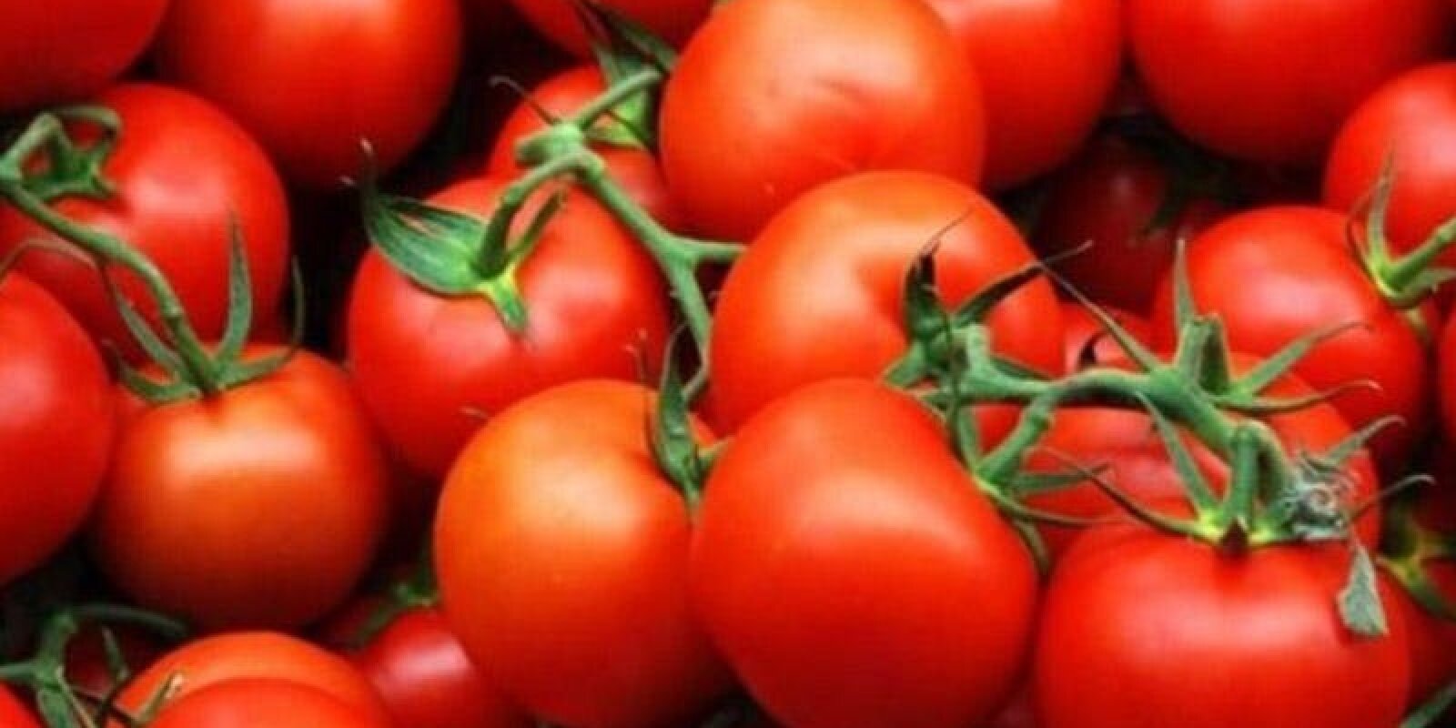 Azərbaycandan xaricə pomidor ixracı 22,8% artıb